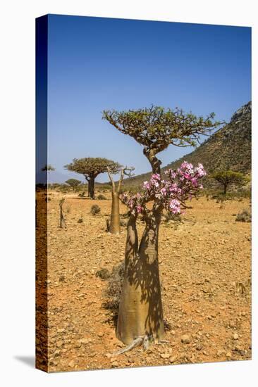 Bottle Tree in Bloom (Adenium Obesum), Endemic Tree of Socotra, Homil Protected Area-Michael Runkel-Stretched Canvas