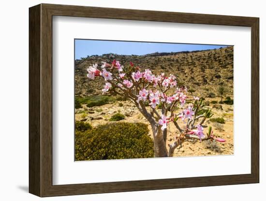 Bottle Tree in Bloom (Adenium Obesum), Endemic Tree of Socotra, Homil Protected Area-Michael Runkel-Framed Photographic Print