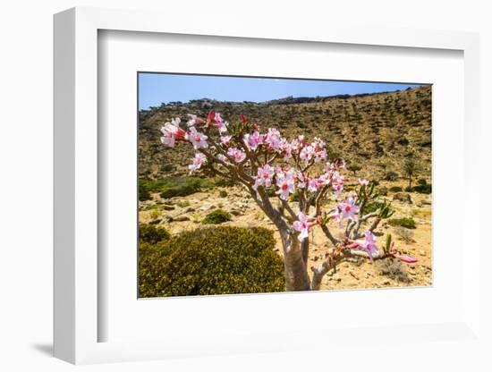 Bottle Tree in Bloom (Adenium Obesum), Endemic Tree of Socotra, Homil Protected Area-Michael Runkel-Framed Photographic Print