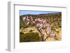 Bottle Tree in Bloom (Adenium Obesum), Endemic Tree of Socotra, Homil Protected Area-Michael Runkel-Framed Photographic Print