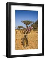 Bottle Tree in Bloom (Adenium Obesum), Endemic Tree of Socotra, Homil Protected Area-Michael Runkel-Framed Photographic Print