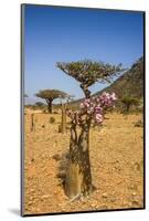 Bottle Tree in Bloom (Adenium Obesum), Endemic Tree of Socotra, Homil Protected Area-Michael Runkel-Mounted Photographic Print