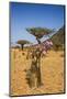 Bottle Tree in Bloom (Adenium Obesum), Endemic Tree of Socotra, Homil Protected Area-Michael Runkel-Mounted Photographic Print