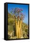 Bottle Tree in Bloom (Adenium Obesum), Endemic Tree of Socotra, Island of Socotra-Michael Runkel-Framed Stretched Canvas