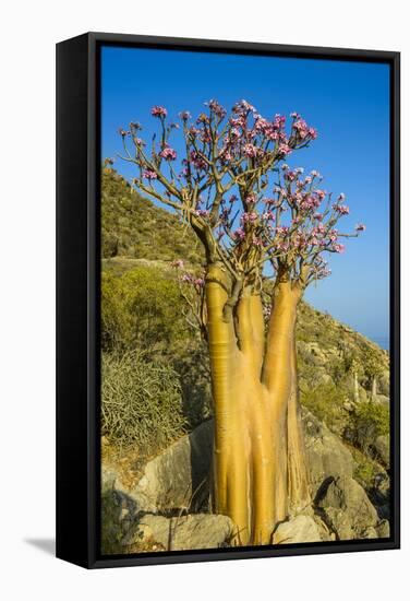 Bottle Tree in Bloom (Adenium Obesum), Endemic Tree of Socotra, Island of Socotra-Michael Runkel-Framed Stretched Canvas