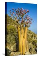 Bottle Tree in Bloom (Adenium Obesum), Endemic Tree of Socotra, Island of Socotra-Michael Runkel-Stretched Canvas