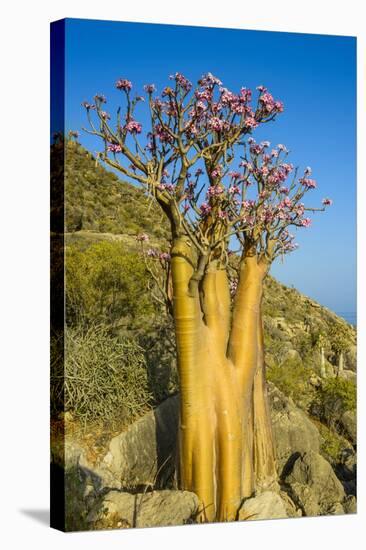 Bottle Tree in Bloom (Adenium Obesum), Endemic Tree of Socotra, Island of Socotra-Michael Runkel-Stretched Canvas