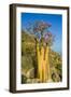 Bottle Tree in Bloom (Adenium Obesum), Endemic Tree of Socotra, Island of Socotra-Michael Runkel-Framed Photographic Print