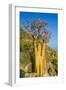 Bottle Tree in Bloom (Adenium Obesum), Endemic Tree of Socotra, Island of Socotra-Michael Runkel-Framed Photographic Print