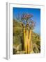 Bottle Tree in Bloom (Adenium Obesum), Endemic Tree of Socotra, Island of Socotra-Michael Runkel-Framed Photographic Print