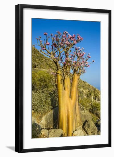 Bottle Tree in Bloom (Adenium Obesum), Endemic Tree of Socotra, Island of Socotra-Michael Runkel-Framed Photographic Print