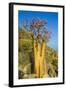 Bottle Tree in Bloom (Adenium Obesum), Endemic Tree of Socotra, Island of Socotra-Michael Runkel-Framed Photographic Print