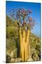 Bottle Tree in Bloom (Adenium Obesum), Endemic Tree of Socotra, Island of Socotra-Michael Runkel-Mounted Photographic Print