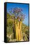 Bottle Tree in Bloom (Adenium Obesum), Endemic Tree of Socotra, Island of Socotra-Michael Runkel-Framed Stretched Canvas