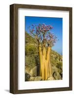 Bottle Tree in Bloom (Adenium Obesum), Endemic Tree of Socotra, Island of Socotra-Michael Runkel-Framed Photographic Print