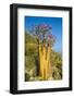 Bottle Tree in Bloom (Adenium Obesum), Endemic Tree of Socotra, Island of Socotra-Michael Runkel-Framed Photographic Print