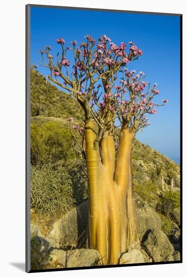 Bottle Tree in Bloom (Adenium Obesum), Endemic Tree of Socotra, Island of Socotra-Michael Runkel-Mounted Photographic Print