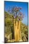 Bottle Tree in Bloom (Adenium Obesum), Endemic Tree of Socotra, Island of Socotra-Michael Runkel-Mounted Photographic Print