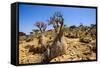 Bottle Trees in Bloom (Adenium Obesum), Endemic Tree of Socotra, Homil Protected Area-Michael Runkel-Framed Stretched Canvas