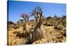 Bottle Trees in Bloom (Adenium Obesum), Endemic Tree of Socotra, Homil Protected Area-Michael Runkel-Stretched Canvas