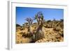 Bottle Trees in Bloom (Adenium Obesum), Endemic Tree of Socotra, Homil Protected Area-Michael Runkel-Framed Photographic Print