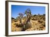 Bottle Trees in Bloom (Adenium Obesum), Endemic Tree of Socotra, Homil Protected Area-Michael Runkel-Framed Photographic Print