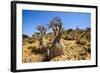 Bottle Trees in Bloom (Adenium Obesum), Endemic Tree of Socotra, Homil Protected Area-Michael Runkel-Framed Photographic Print