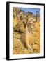 Bottle Trees in Bloom (Adenium Obesum), Endemic Tree of Socotra, Homil Protected Area-Michael Runkel-Framed Photographic Print