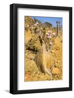 Bottle Trees in Bloom (Adenium Obesum), Endemic Tree of Socotra, Homil Protected Area-Michael Runkel-Framed Photographic Print