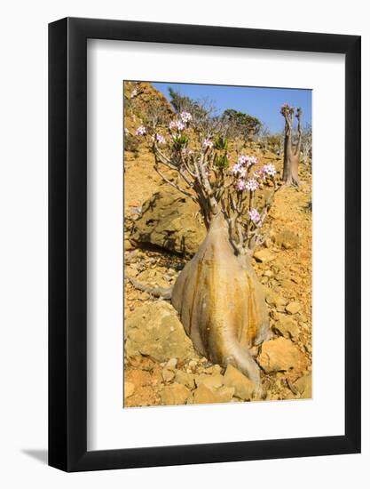 Bottle Trees in Bloom (Adenium Obesum), Endemic Tree of Socotra, Homil Protected Area-Michael Runkel-Framed Photographic Print