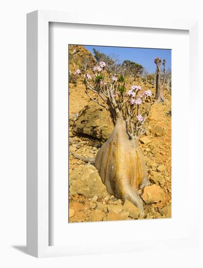 Bottle Trees in Bloom (Adenium Obesum), Endemic Tree of Socotra, Homil Protected Area-Michael Runkel-Framed Photographic Print