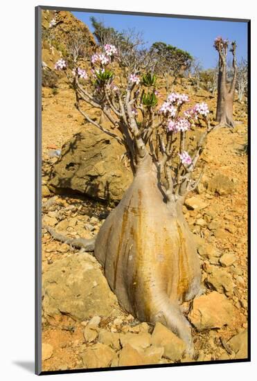 Bottle Trees in Bloom (Adenium Obesum), Endemic Tree of Socotra, Homil Protected Area-Michael Runkel-Mounted Photographic Print