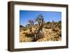 Bottle Trees in Bloom (Adenium Obesum), Endemic Tree of Socotra, Homil Protected Area-Michael Runkel-Framed Photographic Print