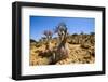 Bottle Trees in Bloom (Adenium Obesum), Endemic Tree of Socotra, Homil Protected Area-Michael Runkel-Framed Photographic Print