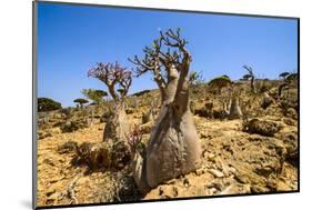 Bottle Trees in Bloom (Adenium Obesum), Endemic Tree of Socotra, Homil Protected Area-Michael Runkel-Mounted Photographic Print