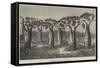 Bottle-Trees of Queensland, North Australia-null-Framed Stretched Canvas