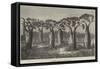 Bottle-Trees of Queensland, North Australia-null-Framed Stretched Canvas