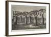 Bottle-Trees of Queensland, North Australia-null-Framed Giclee Print