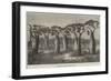 Bottle-Trees of Queensland, North Australia-null-Framed Giclee Print