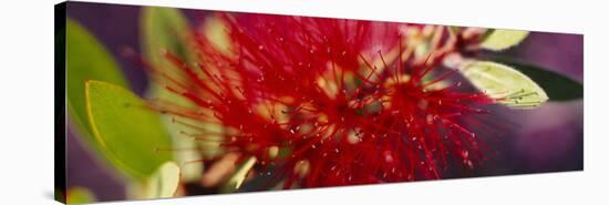 Bottlebrush Flower, Sacramento, California, USA-null-Stretched Canvas