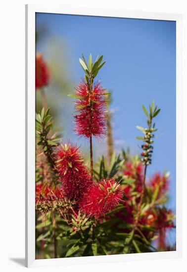 Bottlebrush Tree, New Smyrna Beach, Hibiscus Flower-Lisa S. Engelbrecht-Framed Photographic Print