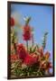 Bottlebrush Tree, New Smyrna Beach, Hibiscus Flower-Lisa S. Engelbrecht-Framed Photographic Print