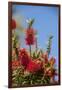 Bottlebrush Tree, New Smyrna Beach, Hibiscus Flower-Lisa S. Engelbrecht-Framed Photographic Print