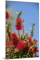 Bottlebrush Tree, New Smyrna Beach, Hibiscus Flower-Lisa S. Engelbrecht-Mounted Premium Photographic Print