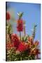 Bottlebrush Tree, New Smyrna Beach, Hibiscus Flower-Lisa S. Engelbrecht-Stretched Canvas