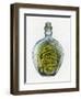 Bottled Dragon-Wayne Anderson-Framed Premium Giclee Print