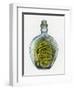 Bottled Dragon-Wayne Anderson-Framed Premium Giclee Print