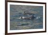 Bottlenose dolphin at surface, Moray Firth, Highlands, Scotland. May-Terry Whittaker-Framed Photographic Print