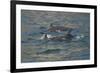 Bottlenose dolphin at surface, Moray Firth, Highlands, Scotland. May-Terry Whittaker-Framed Photographic Print