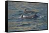 Bottlenose dolphin at surface, Moray Firth, Highlands, Scotland. May-Terry Whittaker-Framed Stretched Canvas
